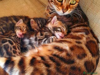 Bengala gatti Cuccioli bengala - Annuncio 24