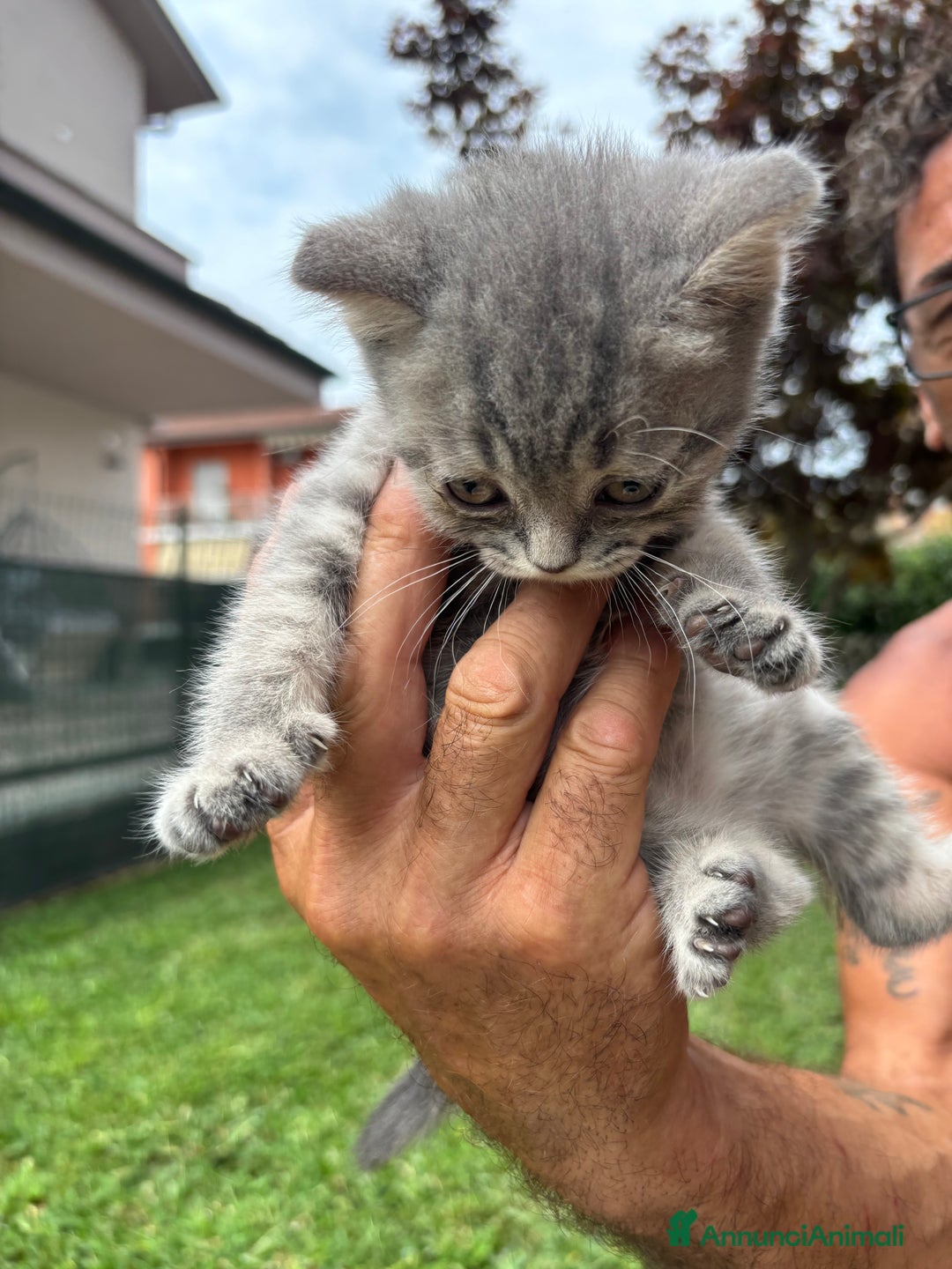 British gatti in vendita: British shorthair  a Provincia di Lodi - Immagine 2