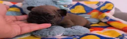 Bulldog Francese cani in vendita: Cuccioli di Bulldog francese - Annuncio 11