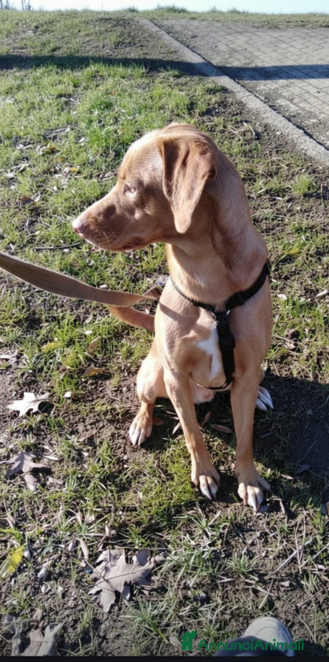 Meticcio cani in regalo: Loki cerca casa - Annuncio 4