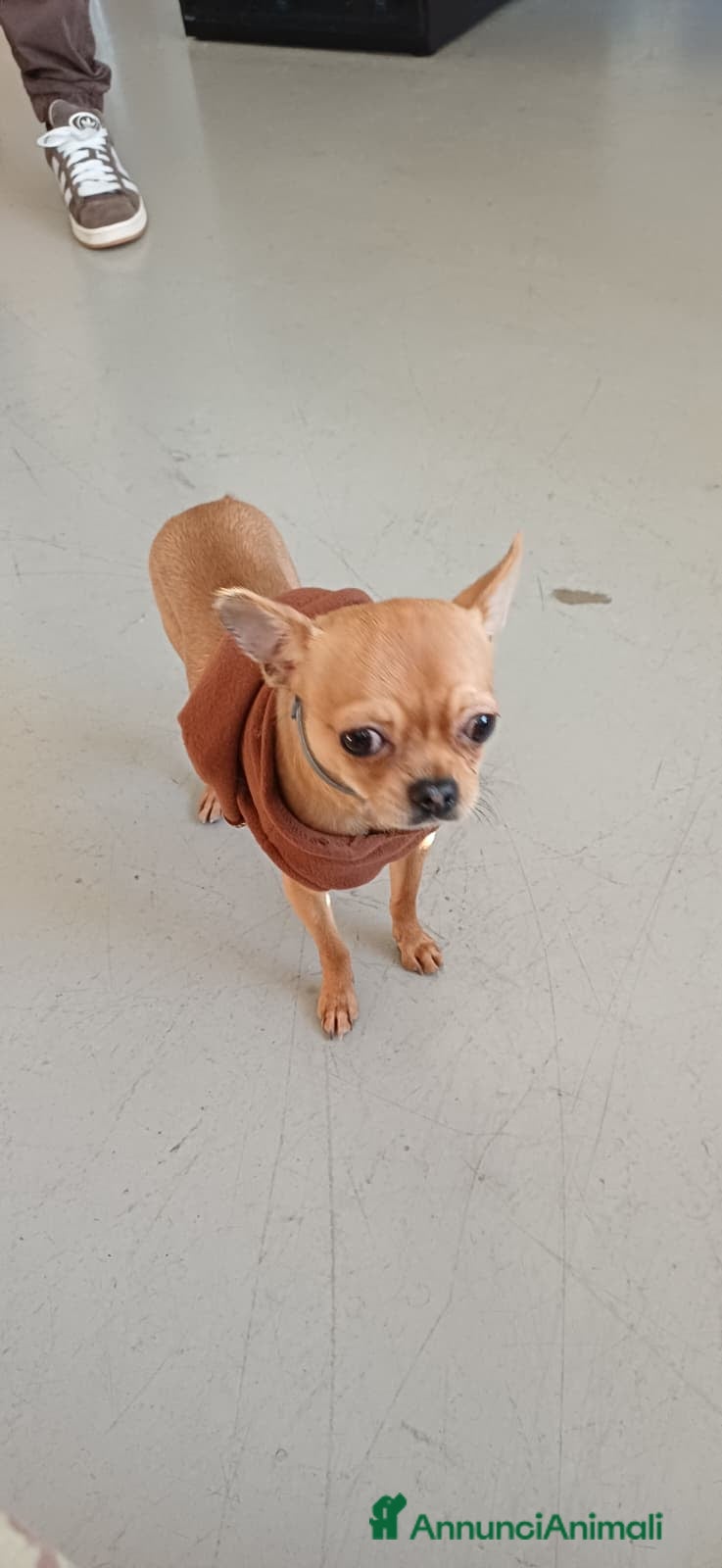 Chihuahua cani Chihuahua pelo corto 14 mesi guinzaglio traversina - Annuncio 4