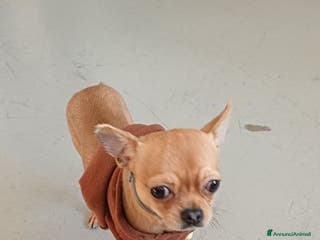 Chihuahua cani Chihuahua pelo corto 14 mesi guinzaglio traversina - Annuncio 22