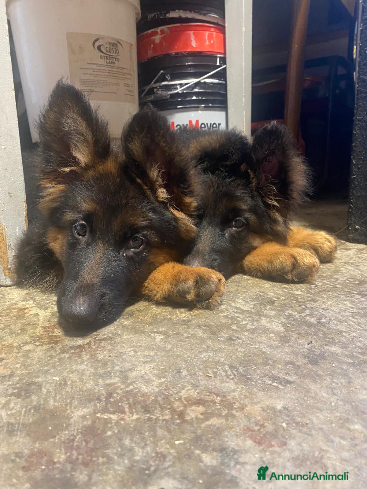 Pastore Tedesco cani Disponibili cucciole di pastore tedesco  - Annuncio 6