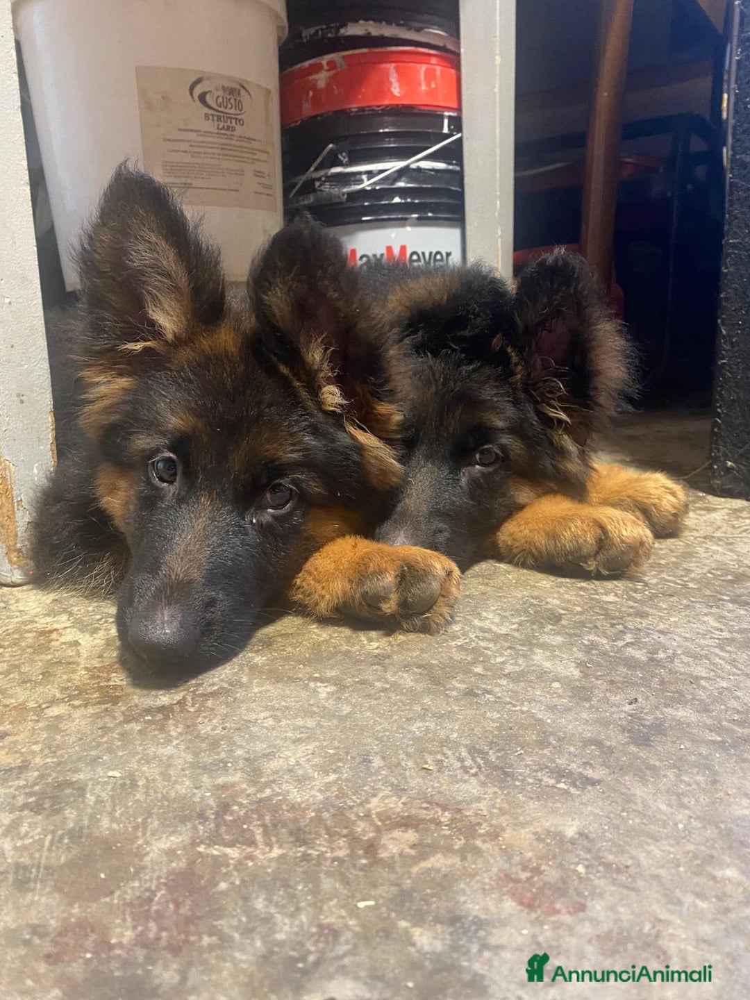 Pastore Tedesco cani in vendita: Disponibili cucciole di pastore tedesco  - Annuncio 1