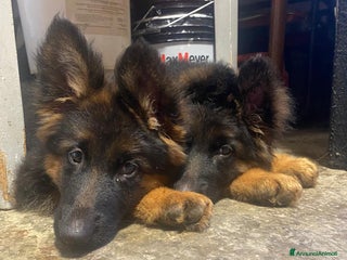 Pastore Tedesco cani Disponibili cucciole di pastore tedesco - Annuncio 6