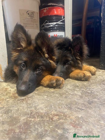 Pastore Tedesco cani - Annuncio 4