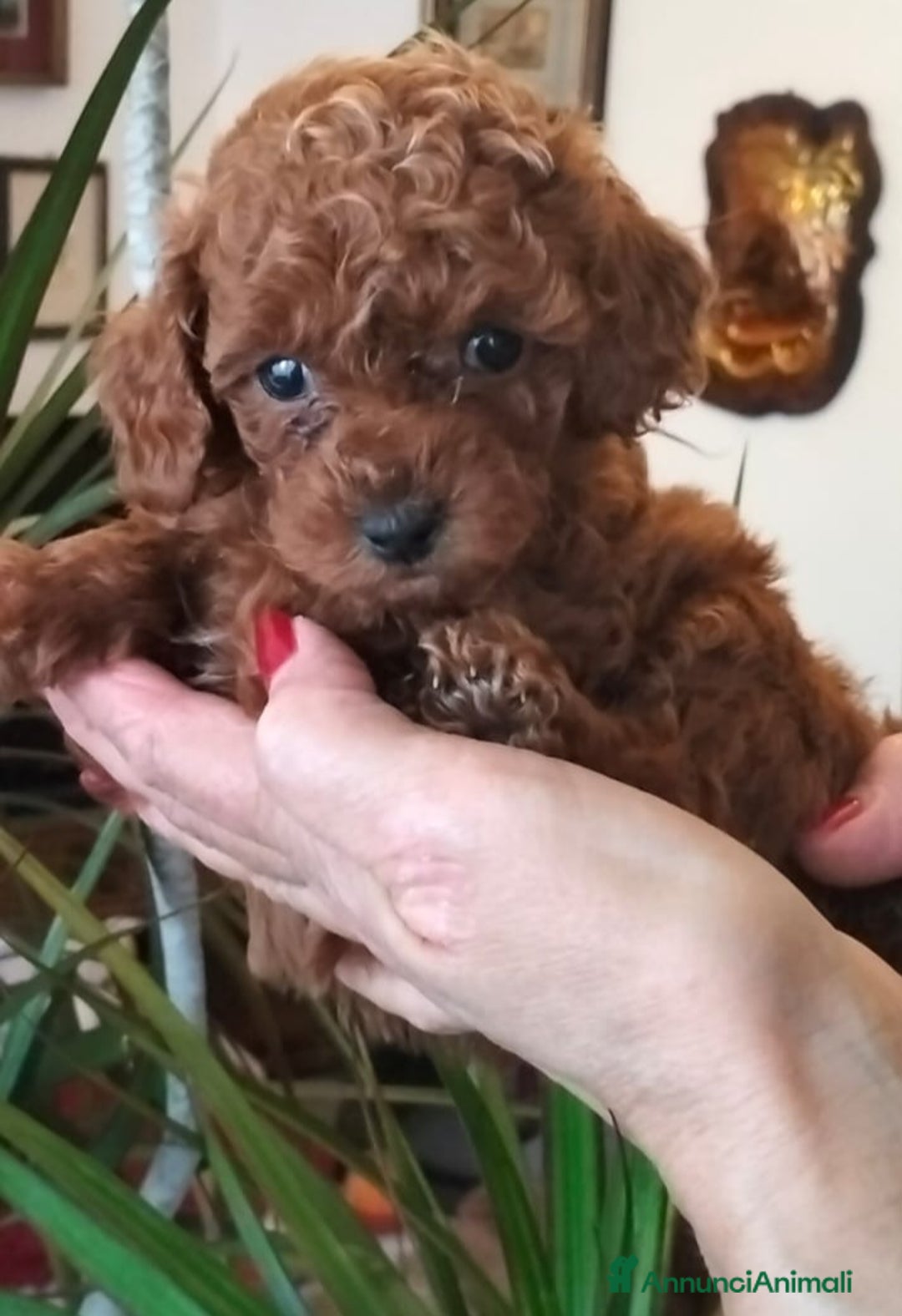 Barboncino Toy cani in vendita: BARBONCINO FEMMINA  MINITOY - Annuncio 3