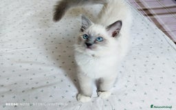 Ragdoll gatti in vendita: Ragdoll  cuccioli  a Torino - Immagine 6