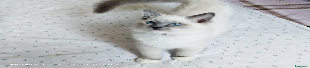 Ragdoll Gattino 1