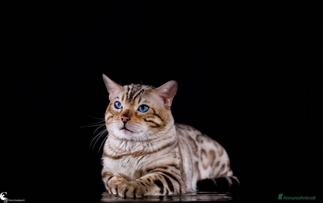 Immagine della galleria {{count}}