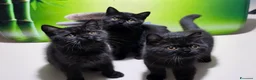 British gatti in vendita: British  Scottish  - Annuncio 15