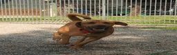Altre razze cani in regalo: Cagnolino taglia media grande  - Annuncio 4