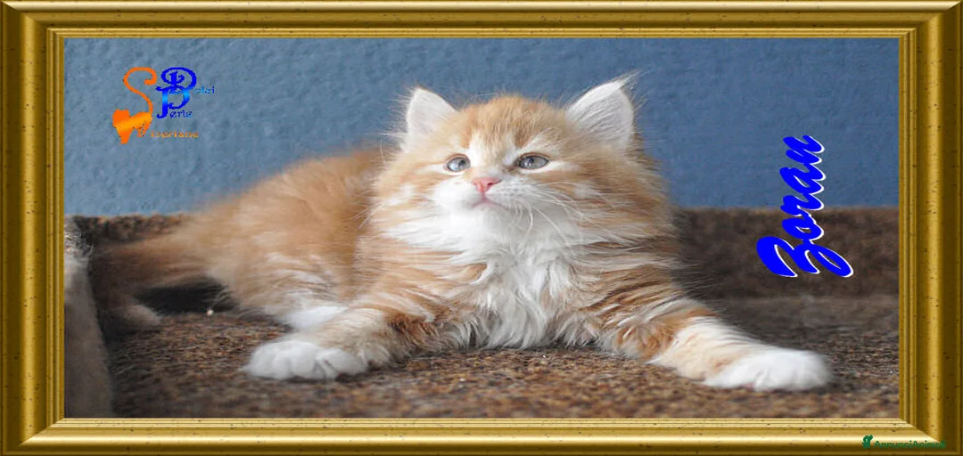 Immagine della galleria {{count}}