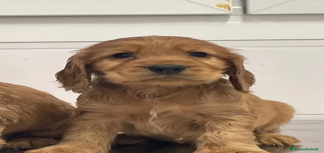 Immagine della galleria {{count}}