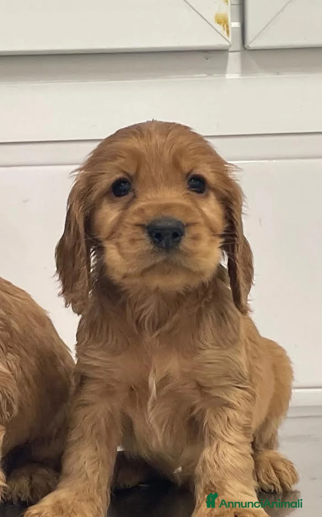 Immagine della galleria {{count}}