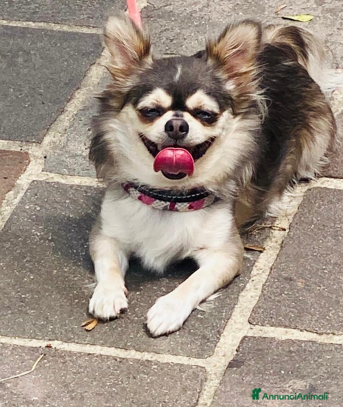 Chihuahua cani Chiuahaha a pelo lungo  - Annuncio 1