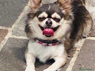 Chihuahua cani Chiuahaha a pelo lungo - Annuncio 3