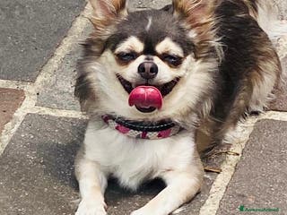 Chihuahua cani Chiuahaha a pelo lungo - Annuncio 21