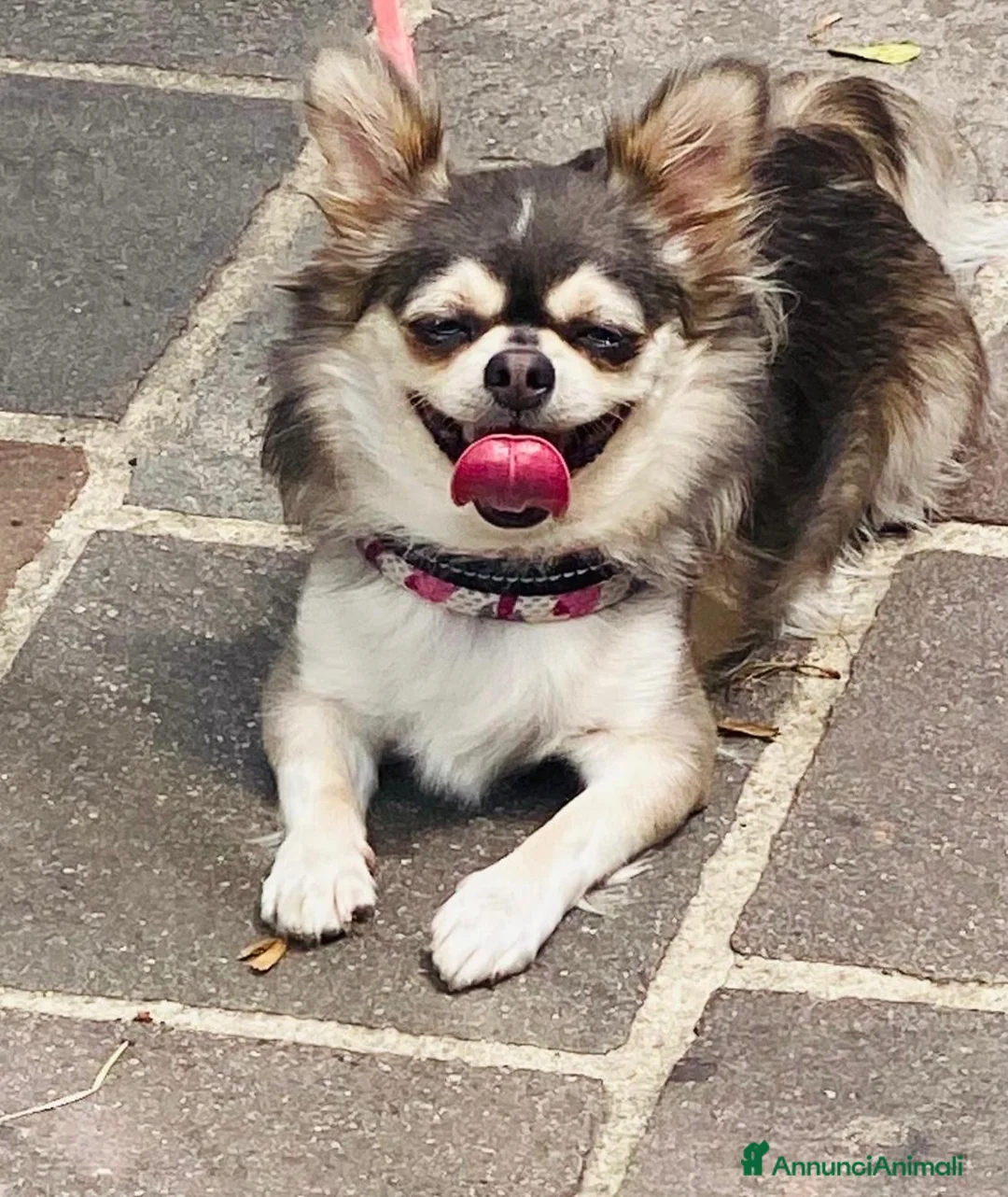 Chihuahua cani in vendita: Chiuahaha a pelo lungo  - Annuncio 1