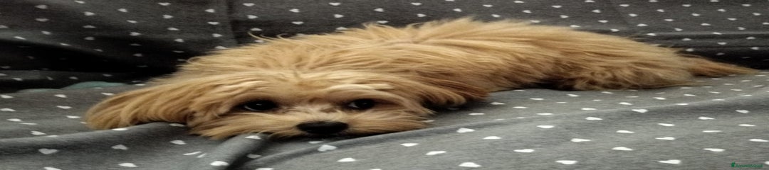 Maltese Cucciolo 1