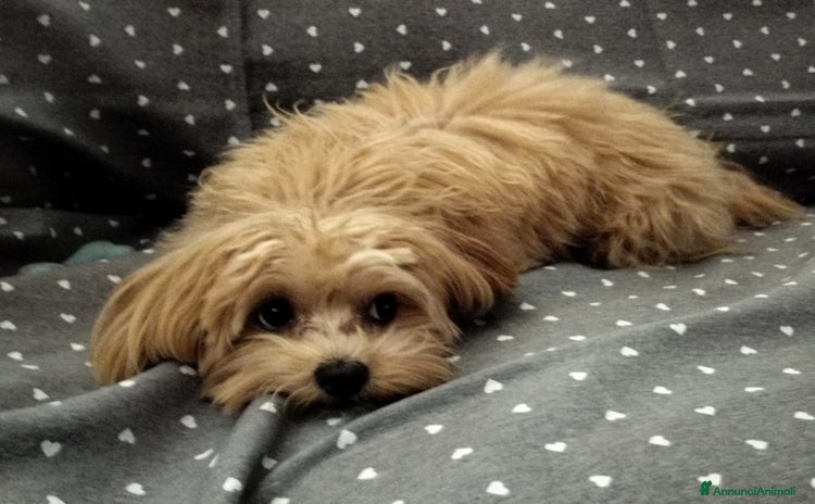 Maltese cani a Città metropolitana di Roma Capitale - Annuncio 6