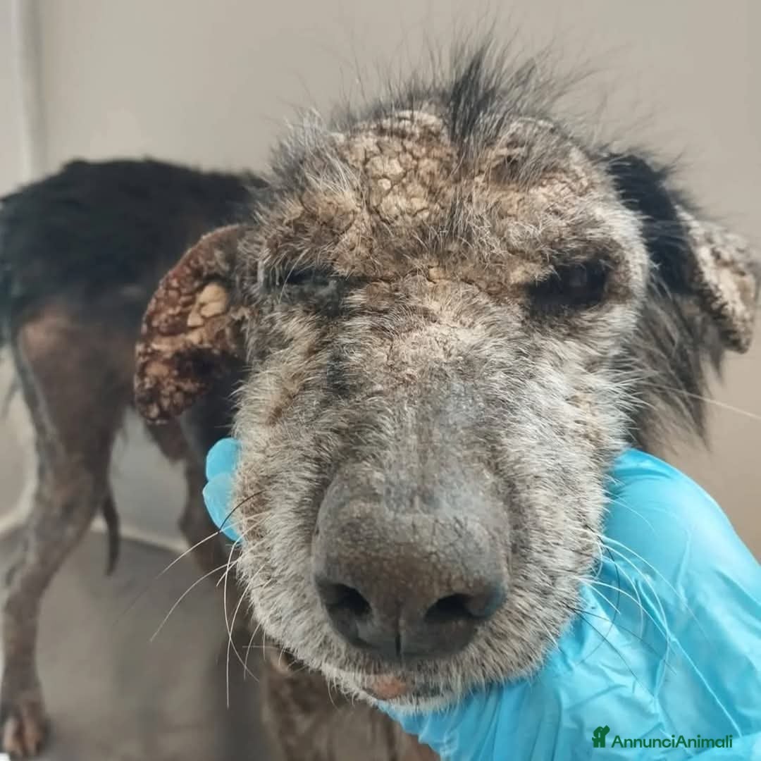 Meticcio cani TINO  a Provincia di Avellino - Annuncio 26