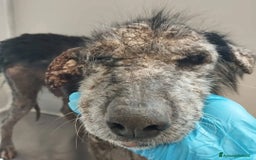 Meticcio cani in regalo: TINO  a Provincia di Avellino - Immagine 1