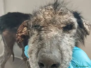 Meticcio cani TINO a Provincia di Avellino - Annuncio 22