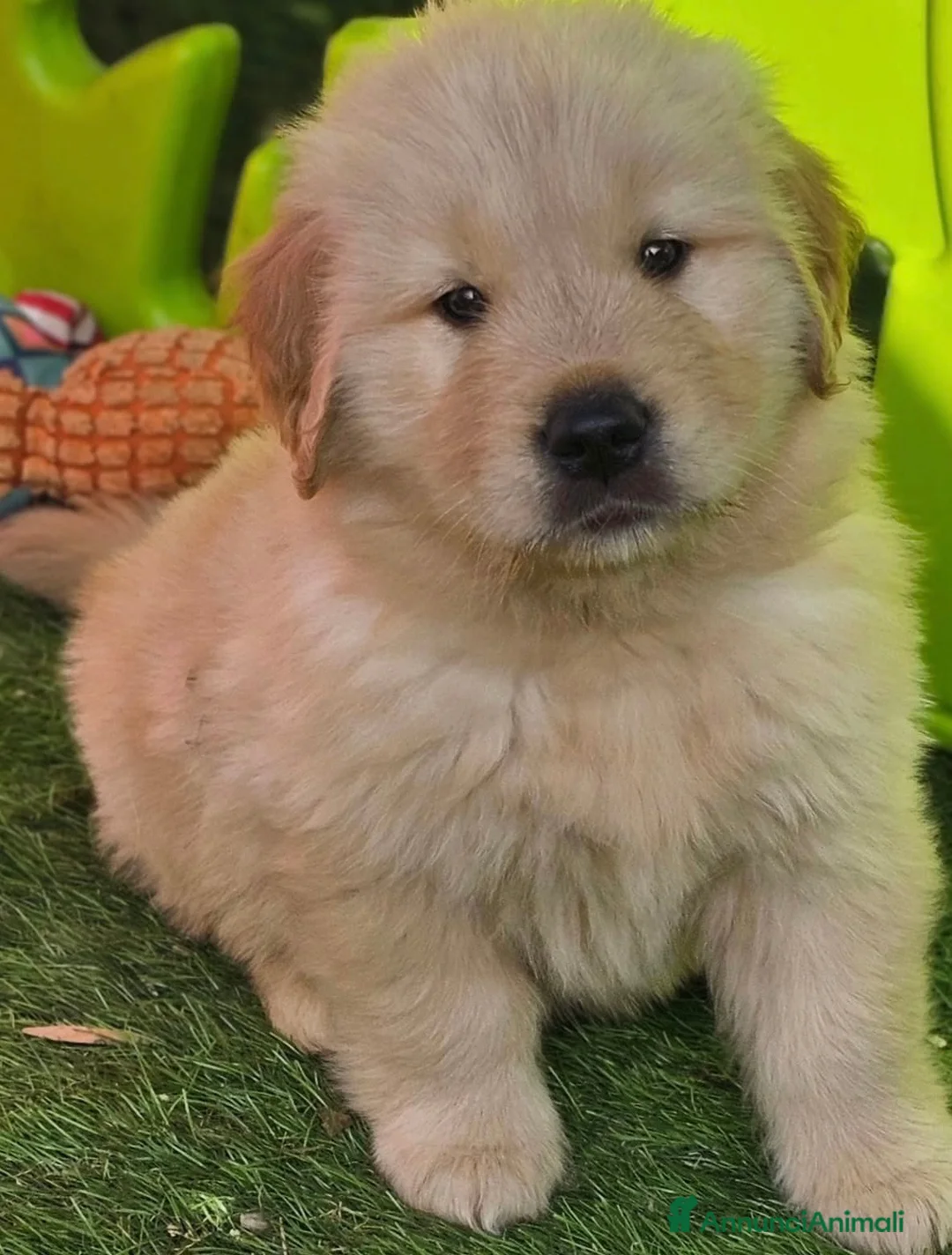 Golden Retriever cani in vendita: Golden americani - Annuncio 2