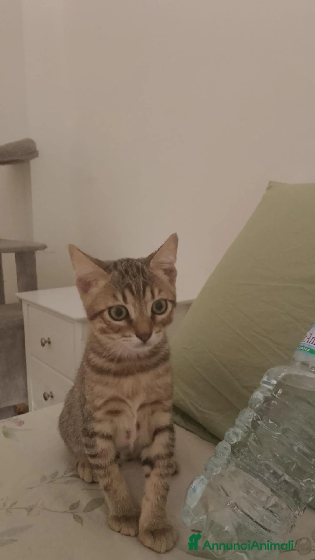 Meticcio gatti in regalo: Alex e Lucio, adorabili micini - Annuncio 3
