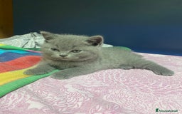 Scottish gatti in vendita: Cuccioli scottish a Città Metropolitana di Torino - Immagine 5