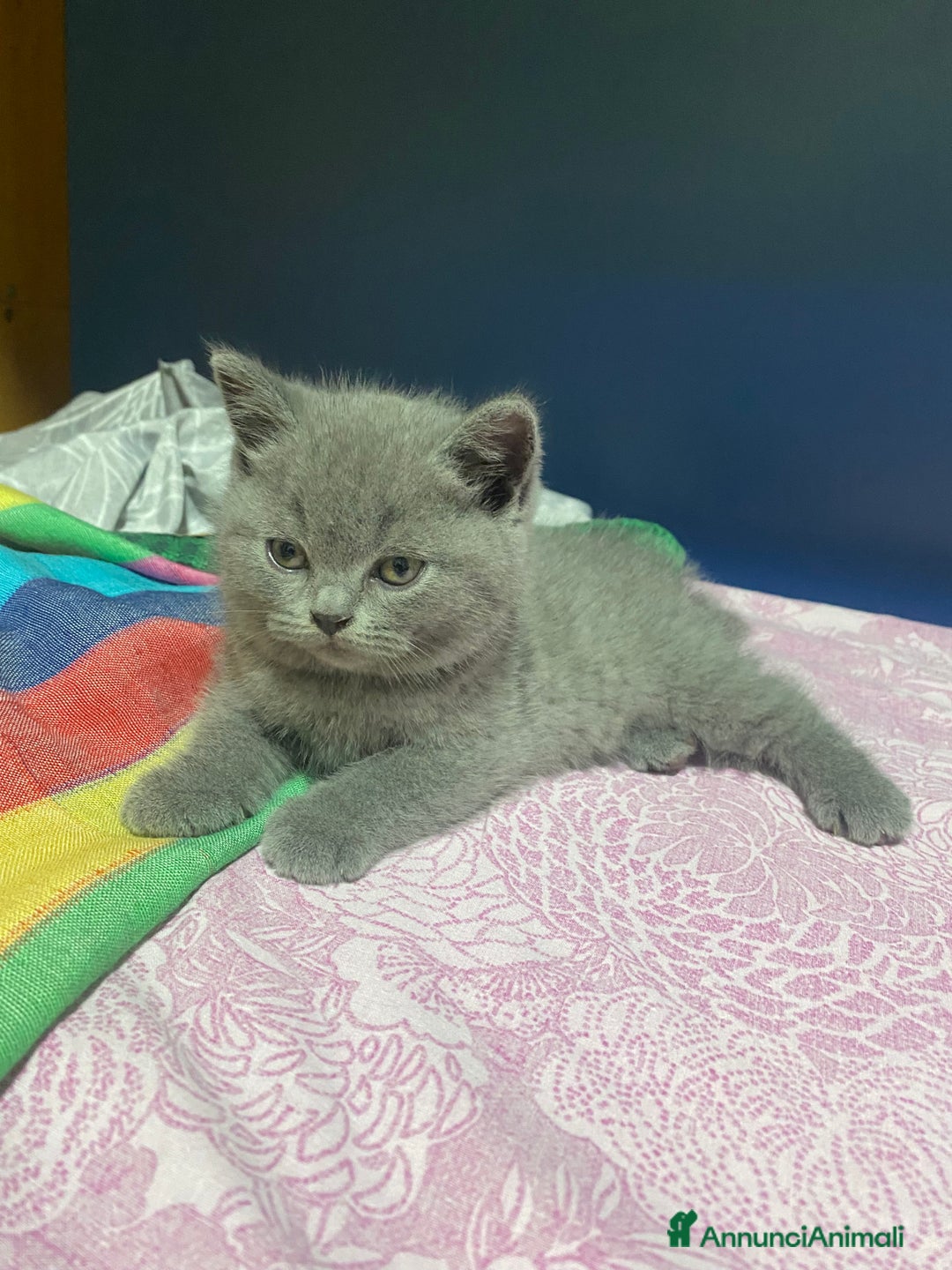 Scottish gatti in vendita: Cuccioli scottish a Città Metropolitana di Torino - Immagine 5