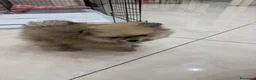 Volpino Pomerania cani in vendita: Bellissima femmina di Pomerania nano - Annuncio 5