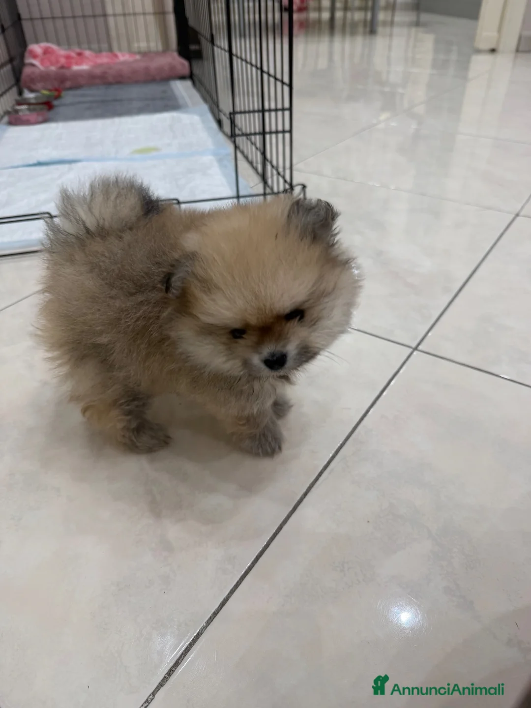 Volpino Pomerania cani in vendita: Bellissima femmina di Pomerania nano - Annuncio 5