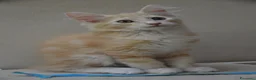 Norvegese gatti in vendita: Cuccioli norvegesi delle foreste  - Annuncio 3