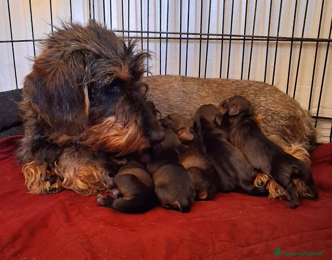 Bassotto cani in vendita: Bassotti a pelo duro a Provincia di Bergamo - Annuncio 1