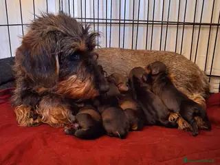 Bassotto cani Bassotti a pelo duro - Annuncio 15