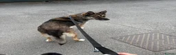 Meticcio cani in vendita: Splendida incrocio Husky/Pastore Tedesco a Provincia di Reggio Emilia - Annuncio 4