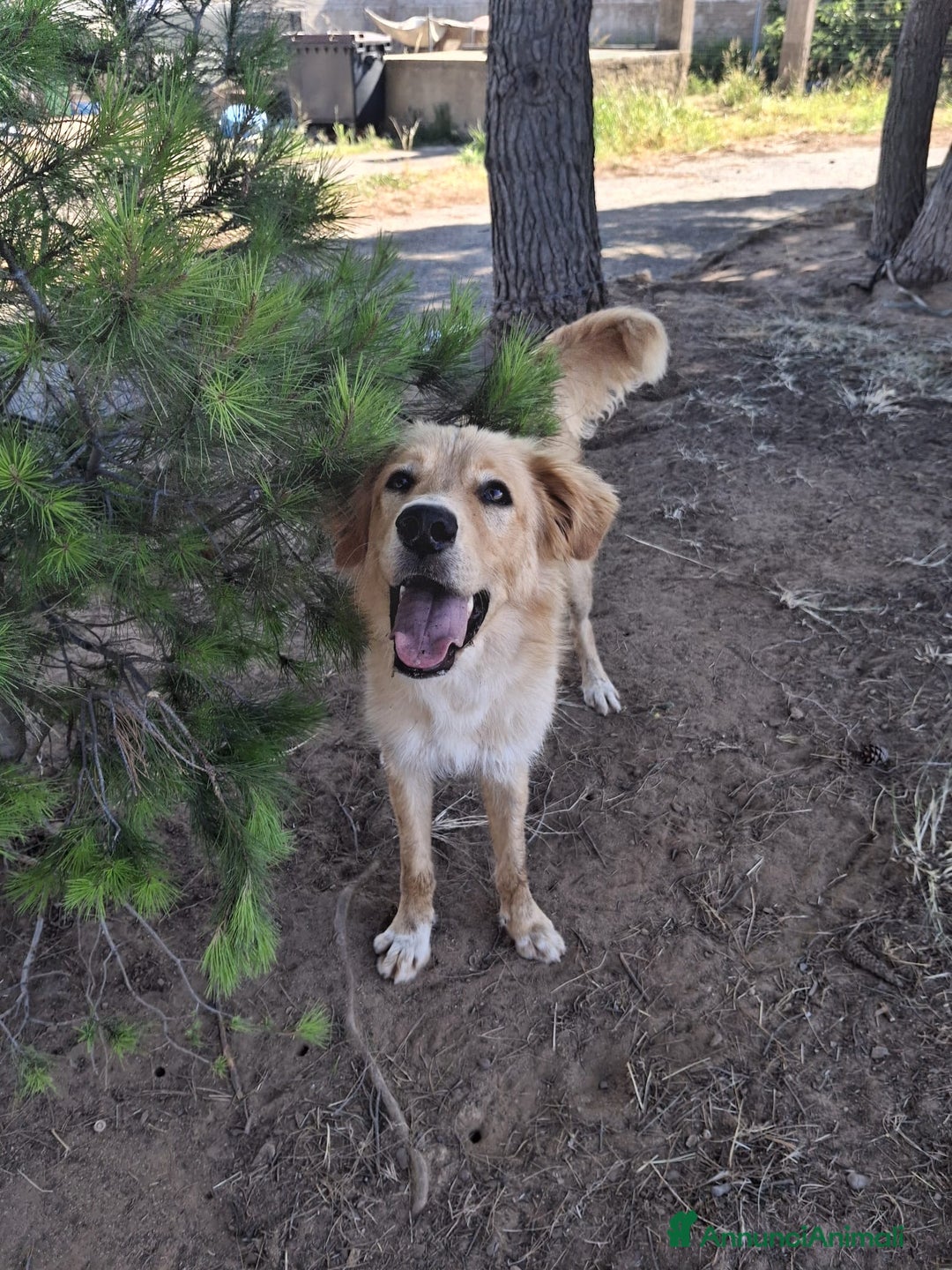 Meticcio cani in regalo: SCOTTY 💙 - il cucciolo invisibile 💔 a Provincia di Como - Immagine 3