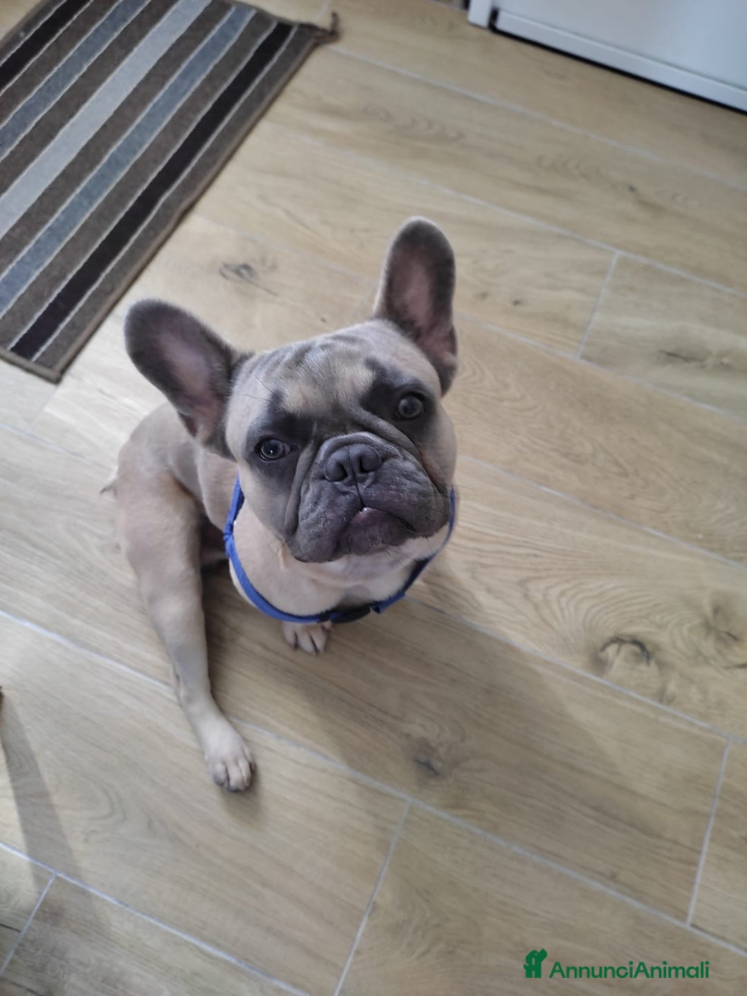 Bulldog Francese cani in vendita: Bulldog francese  a Città metropolitana di Palermo - Immagine 3