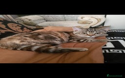 Scottish gatti in regalo: Scottish straight in regalo - Immagine 3