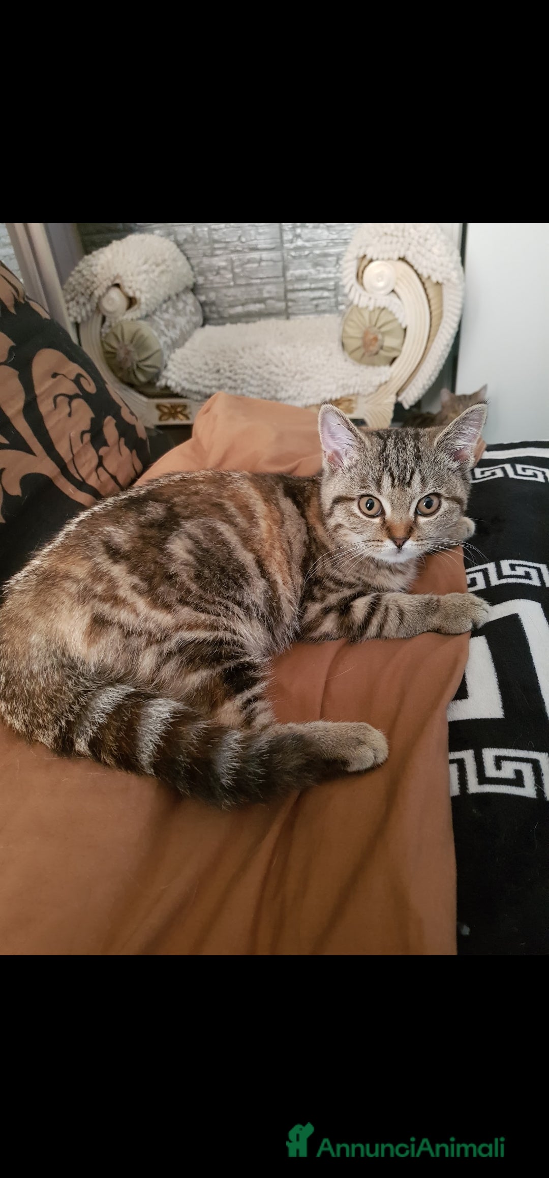 Scottish gatti in regalo: Scottish straight in regalo - Immagine 3