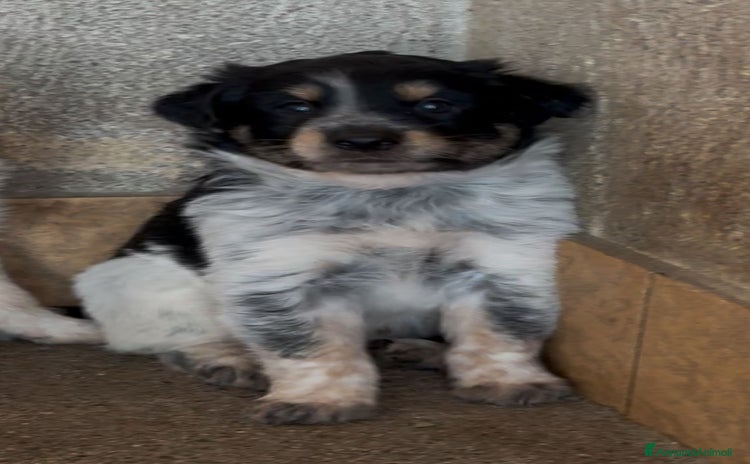 Meticcio cani a Città Metropolitana di Venezia - Annuncio 18