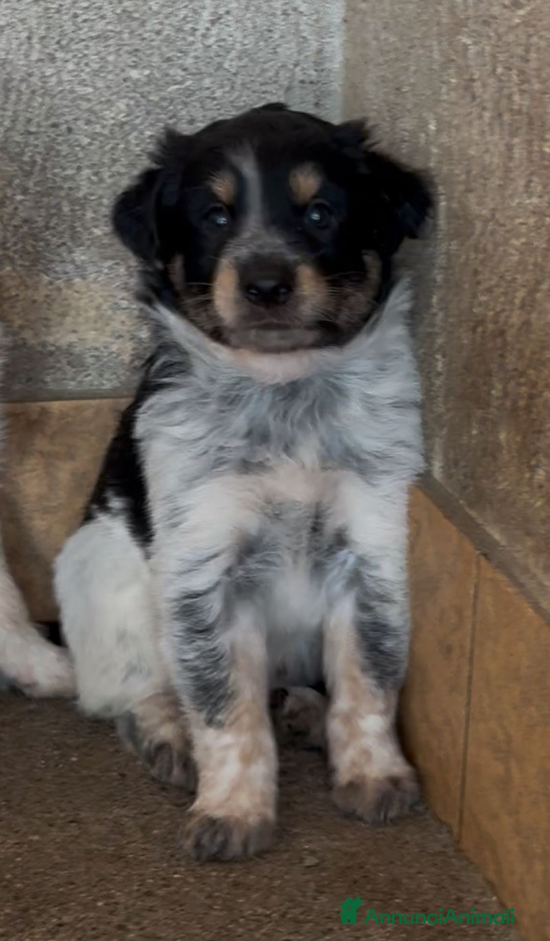 Meticcio cani in regalo: Cucciolo dolcissimo mix setter – tg medio-piccola a Città Metropolitana di Venezia - Immagine 1