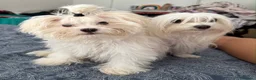 Maltese cani in vendita: Maltese Mini Toy  - Annuncio 2