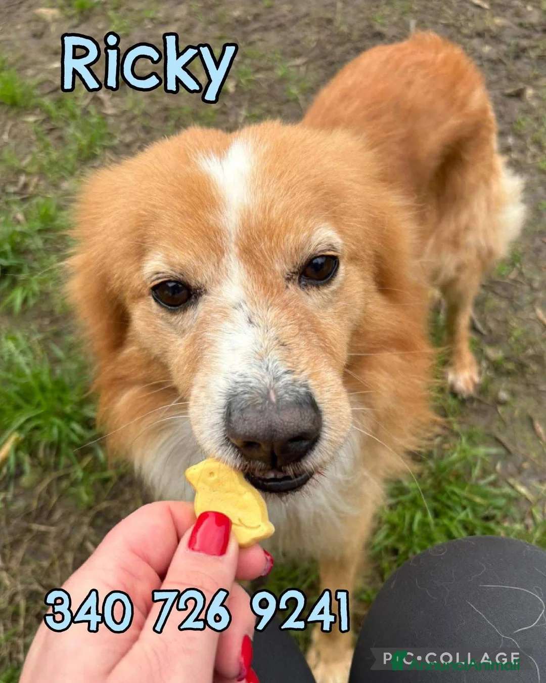 Meticcio cani in regalo: RICKY 💙 - simil volpino taglia piccola.È speciale - Annuncio 1