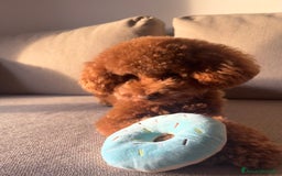 Barboncino Toy cani per accoppiamento: Disponibile per monta  - Annuncio 6