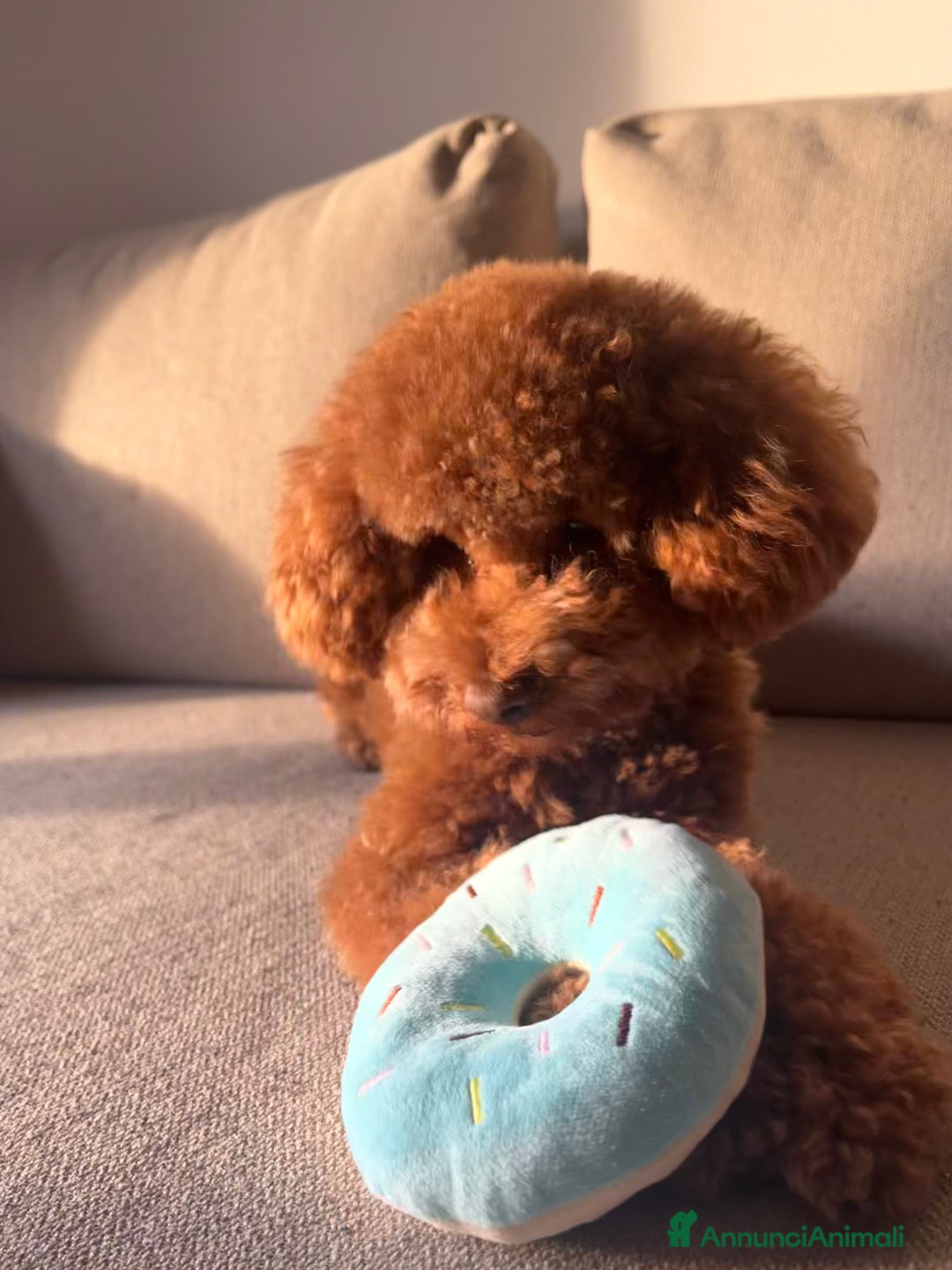 Barboncino Toy cani per accoppiamento: Disponibile per monta  - Annuncio 6