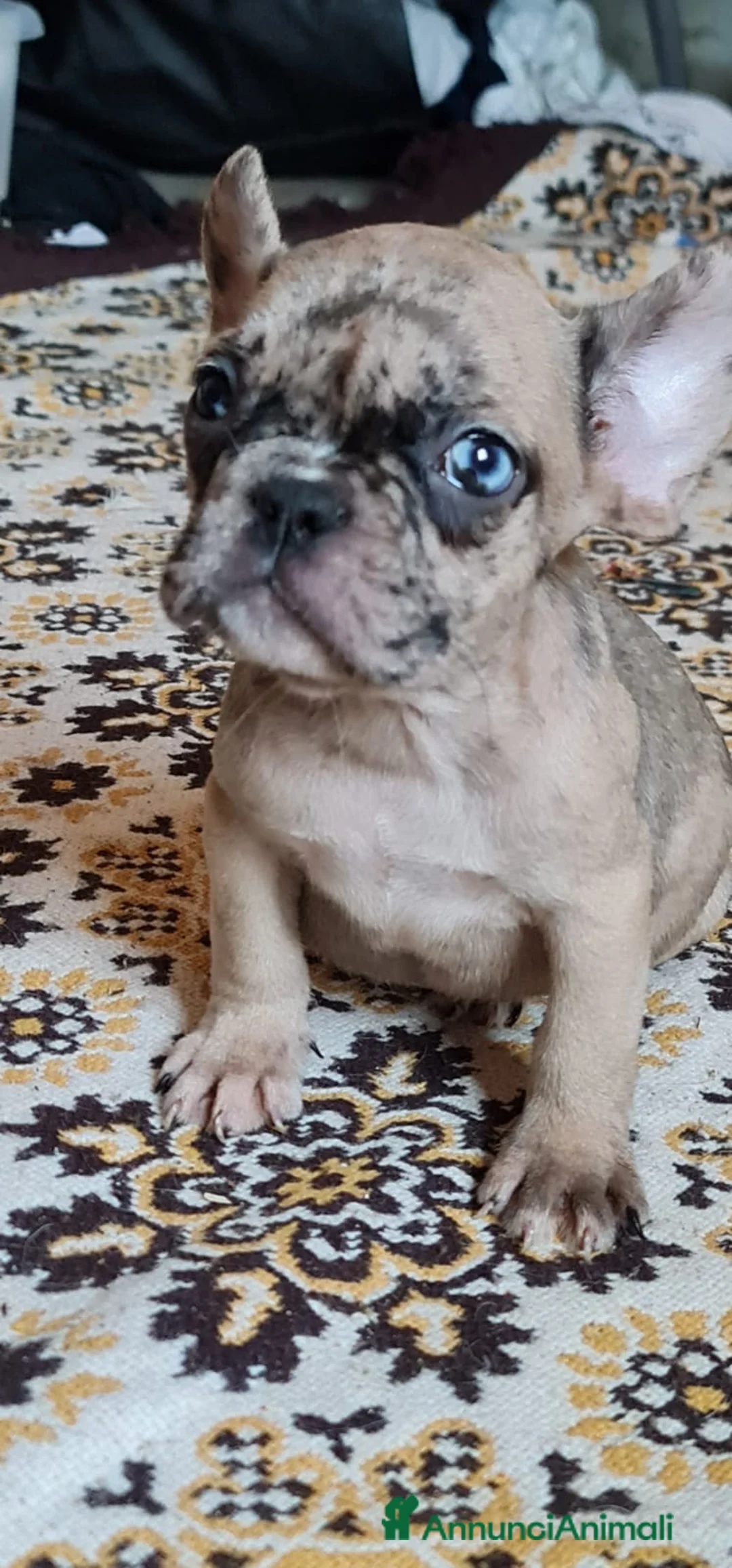 Bulldog Francese cani in vendita: Cucciolo bulldog francese  - Annuncio 3