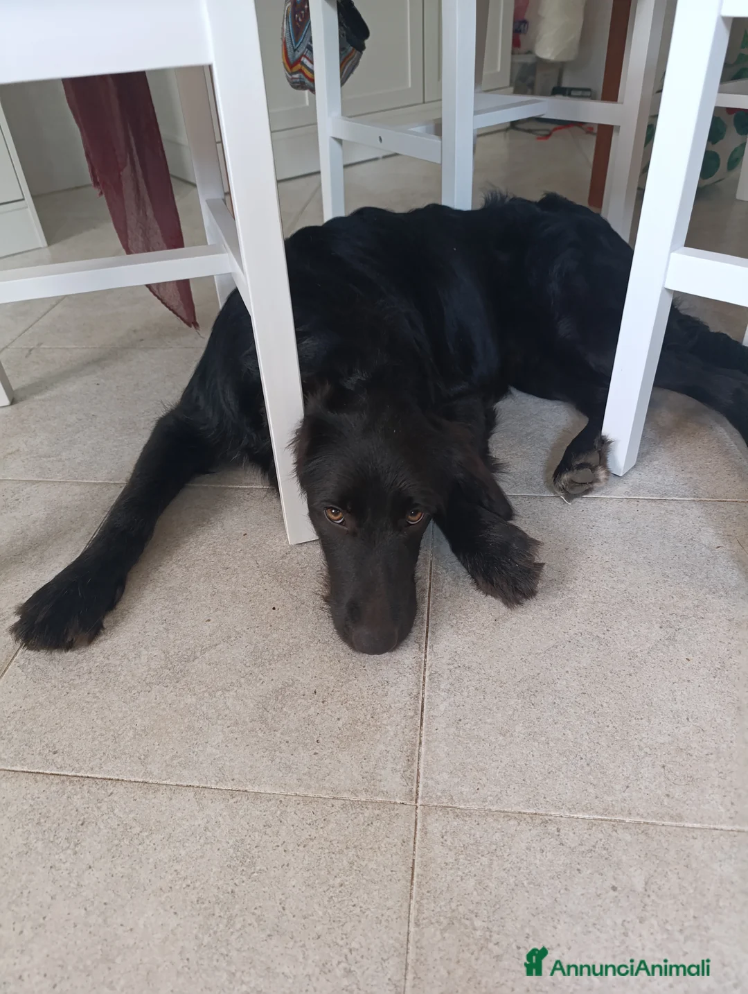 Border Collie cani in regalo: nuova casa felice per Alundra - Annuncio 5